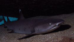 Pregnant white ti reef shark, Maui Hi by David Espinoza 